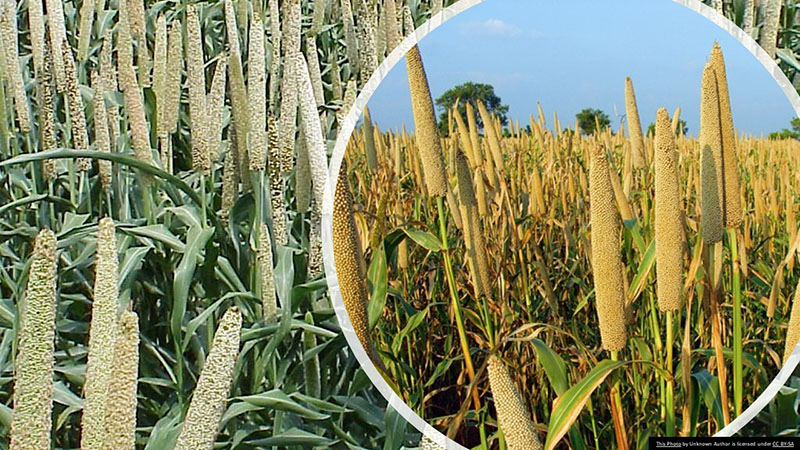 Millets